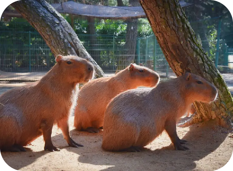 動物の森 画像